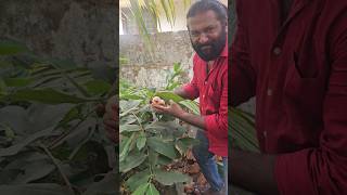 I Net ഫാമിൽ നിന്നും വാങ്ങിയ ബെൽ ചാമ്പ🍑🍑🍑 👌👌👌 #fruite #chamba #sumusvlog #shotrs #farming #plants