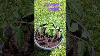 GMO tomato seedling #thepurpletomato