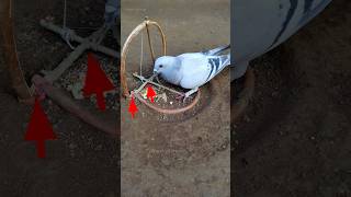 Pigeon trap | bird trap | pura trap easy #shorts #youtubeshorts #ytshorts