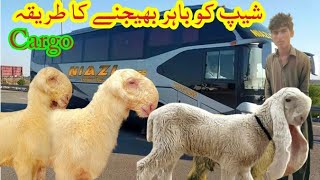 How to sheep has Cargo full detail video |animals cargo in all over Pakistan