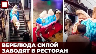 Издевательство над верблюдом в ресторане