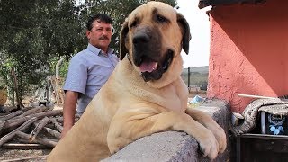 DEV AKSARAY MALAKLISI TATAR DENİZİ GÖRÜNCE CILDIRDI !! malaklı, kangal, akbaş, anadolu çoban köpeği