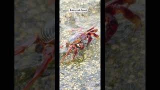 "Solo Crab Feast: Watch Me Enjoy Dinner Claw by Claw!" #haulover #yt #shortvideo