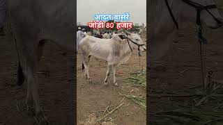 आदत वासरे जोडी 80 हजार रु #viral #शेतकरी #cow #farming #shortsvideo #shorts #bull #shetkari #नाद