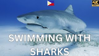 Adventure Diving with Tiger Sharks and Thresher Sharks in Malapascua Cebu Philippines 🇵🇭