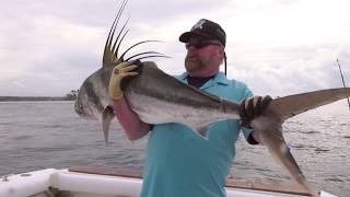 ROOSTER FISHING IN PANAMA