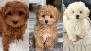 Maltipoo | Funny and Cute dog video compilation in 2022