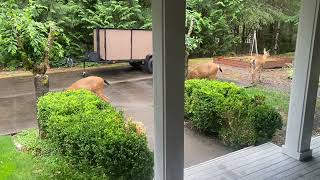 A yard full of Deer on a rainy Friday.