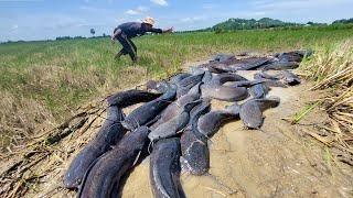 Best fishing, A fisherman catch more fish by hand skill near village