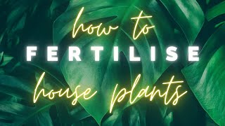 How to fertilise house plants for beginners & lazy people || indoor plant care tips   HD 1080p