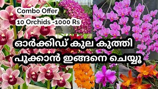 How to make Orchids bloom all year || Magical fertilizer || Salu Koshy || Orchids || Salu koshy