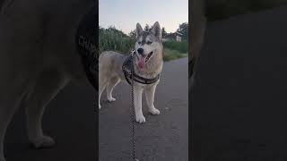 very cute husky puppy Wolf dog