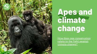 How does ape conservation relate to climate change?