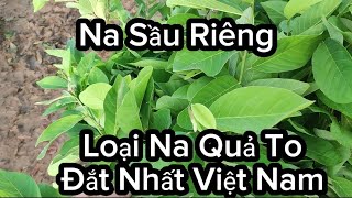 Giống Na Quả To, Ngon, Ít Hạt, Thơm Ngon Nhất Việt Nam