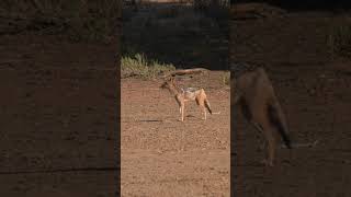 Jackal in the morning sunlight #wildlife