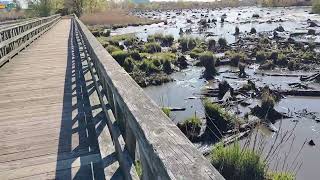 Low tide.. brackish Waters