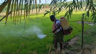 Agricultural Paddy Spraying Farmer with Machine and Spraying Chemical to Young Green Rice Field