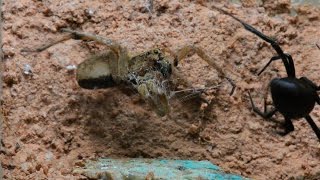 Black Widow Entangles And Preys On Wolf Spider (Warning: May be disturbing to some viewers)