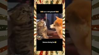 Sirippa adakkam mutila 🤣 cat vs dog fight #cat #dog #doglover #catlover #shorts #pets