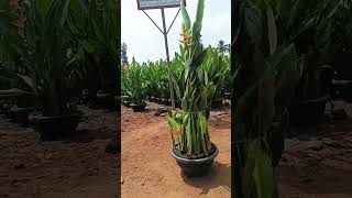 Ready to sell #plants #kadiyamnursery #gardening #landscape #heliconia #subscribe #subscribe #video