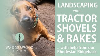 Landscaping with KUBOTA L47 TLB with help from RHODESIAN RIDGEBACK pup (087)