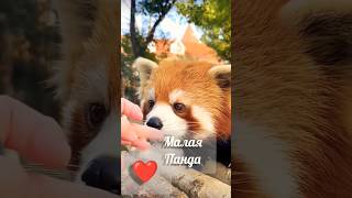 Малая Панда Спокойна🤗❤ даже когда вниз головой#diy #cute #cutepanda #zoo #shortvideos #trend малой