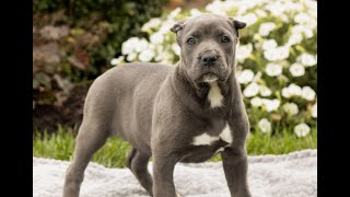 Cane Corso Puppies for Sale