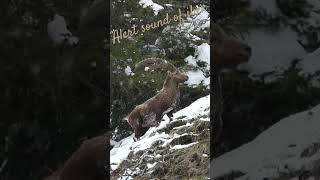 Alert sound of ibex / Son d’alerte du bouquetin #suisse #wildlife #ibex #bouquetin