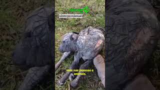 A ictiose arlequim é uma doença genética rara que afeta tanto humanos quanto animais.#agro #bovinos