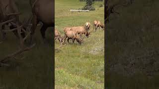 Herd of Big Bull Elk in the Rocky Mountain National Park