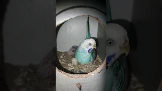 Love birds breeding setup #birds #youtubeshorts #video #like #animals #viral #india #lovebirds