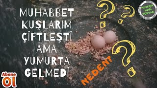 Muhabbet Kuşları Çiftleşmelerine Rağmen Neden Yumurta Yapmaz?