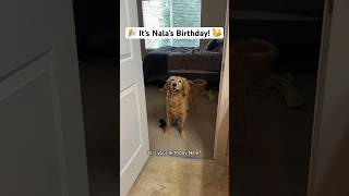 Happy 6th birthday Nala! 🫶🥳