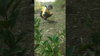 watered the lemon plant #nature #farming #lemon #shorts