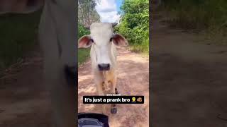 uh🤦‍♂️ #memes #cow #motovlog #shorts #viral