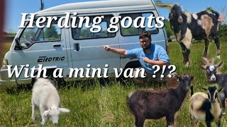 HERDING my GOAT ARMY with a MINI VAN?!?