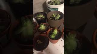 Succulent Propagation Day 21