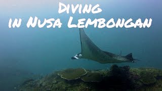 🌊🐟🐠 Diving with Manta Rays in Nusa Lembongan! | PADI Open Water Certified with Bali Diving Academy 🤿