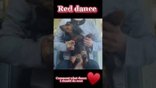 My Dachshund does the red dance ♥️#red #disney #dachshund #fyp #funny #viral #trending #dance #short