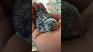 Blue Parrotlet baby