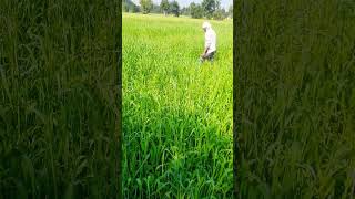 #farmar #wheat #cut #trending #shorts #viral #shortsvideo #youtubeshorts #ytshorts #tectore