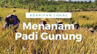 MENANAM PADI DI GUNUNG▪︎Desa Gunung Raya Mantewe | Kearifan Lokal