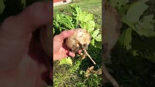 Harvesting turnips!