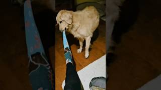 My dog pulling my socks . Mi perrita quitándome las medias. #goldenretriever