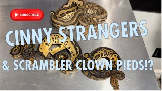 SCRAMBLER CLOWN PIEDS?!? AND CINNY STRANGERS?!?