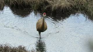 Sandhill Cranes:  On the Nest with Two Eggs