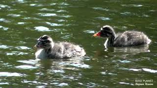 Поздние птенцы красношейной поганки. Slavonian grebe.