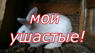 .делишки моих ушастых...