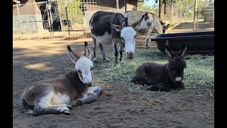 Miniature Donkey Training Day 3 Mary Jo and Ivie