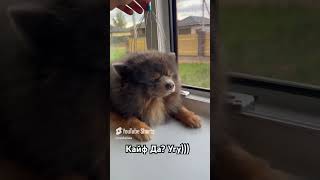 Полный балдёж #шпиц #юмор #прикол #funny #pets